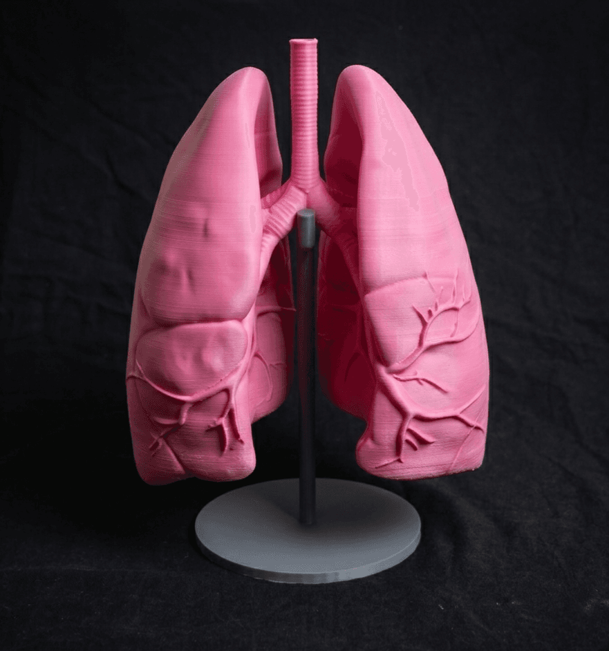 Human Lungs